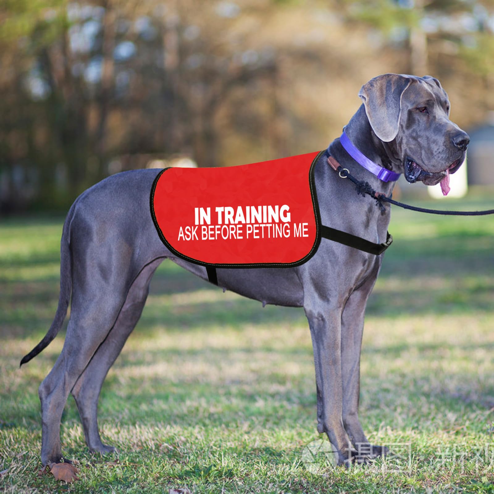 In Training Ask Before Petting Me Dog Jacket Vest Alert Slogan Warning Vest (Ask before petting L), Large - Image 3