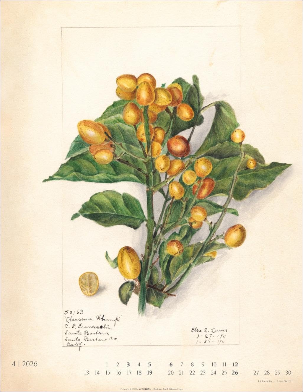 Alte Sorten Kalender 2026: Dekorativer Wandkalender mit historischen Zeichnungen. Die Klassiker im Obstgarten in Szene gesetzt: Natur- und Food-Kalender im Format 34 x 44 cm