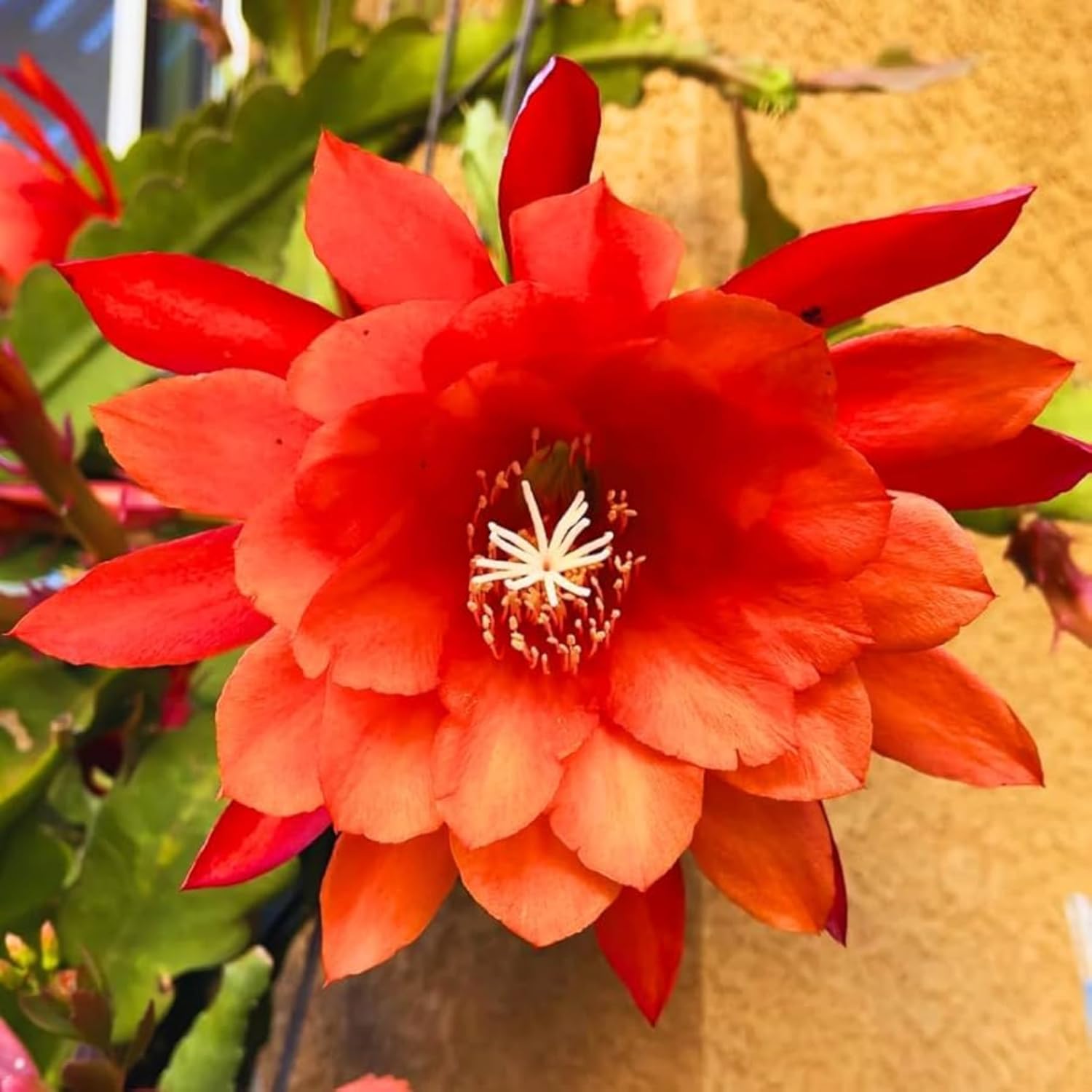 2 Orange Epiphyllum Orchid Cactus Live Plants, 6-8" in Tall Succulent for Indoor Outdoor Home Decor, Cold Hardy, Spring Planting