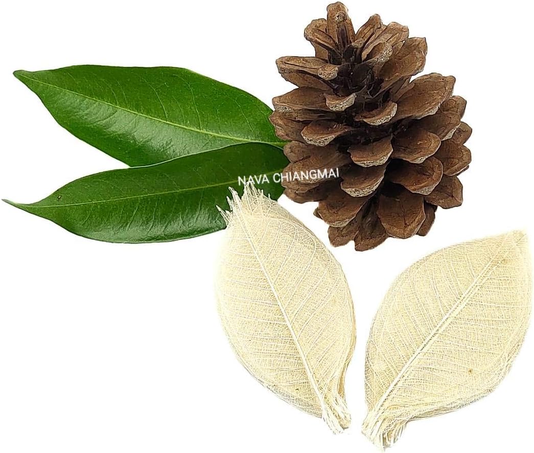 Rubber Tree Leaves - Pack of 100 Skeleton Leaves Decorative DIY Craft, Artificial Leaves Craft Card Scrapbook DIY Handmade Embellishment Decoration Art (Natural Color)