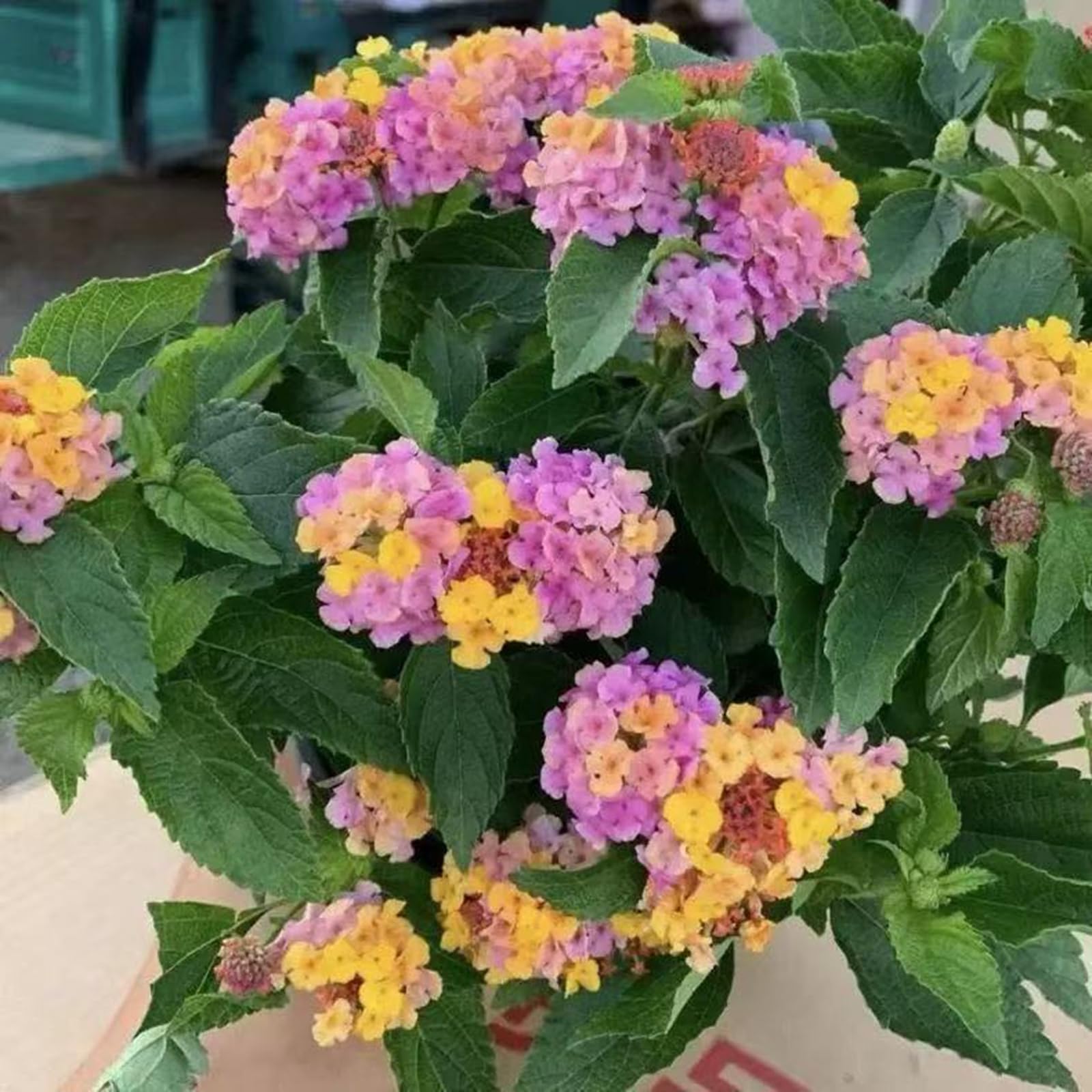 Perennial Lantana Seeds for Planting-Garden Decoration, Hardy, Professional Planting, Simple to Grow, Outdoor Garden Displays-500Count-C