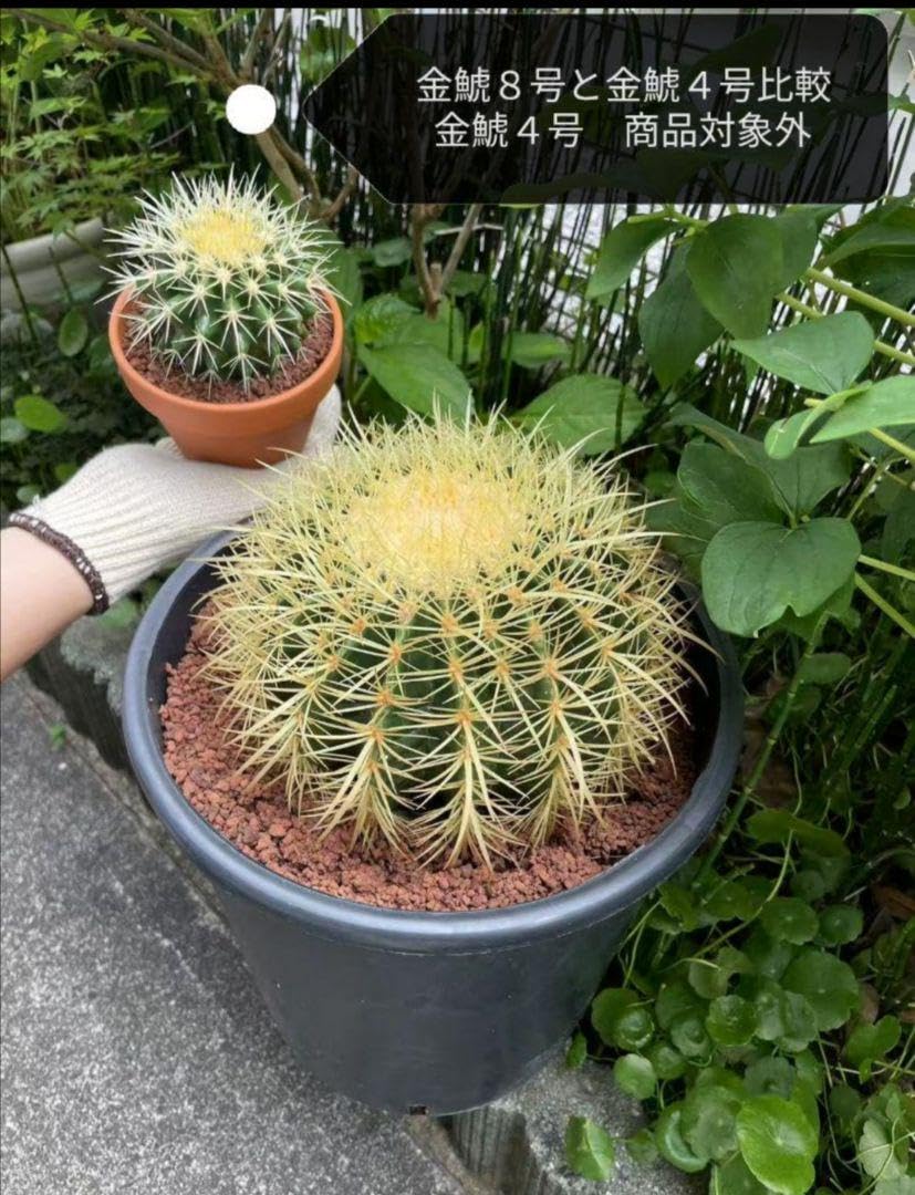 サボテン 金鯱 キンシャチ 8号 逸品 ビッグサイズ 本物 観葉植物 アガベ Amazon.co.jp: サボテン 金鯱 キンシャチ 8号 逸品 ビッグサイズ