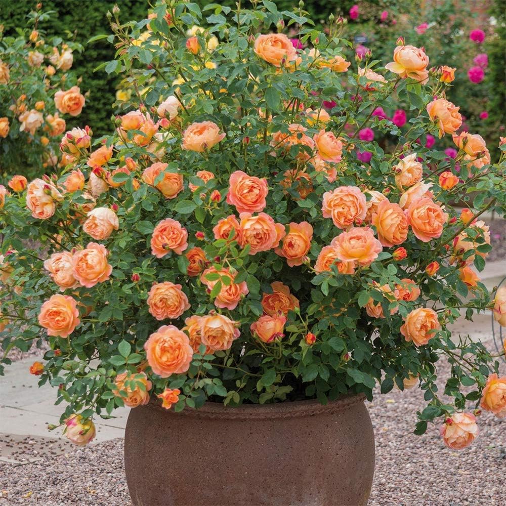 Heirloom Roses David Austin Rose Plant - Lady of Shalott Orange Rose Bush, Live Rose Bushes for Planting Outdoors