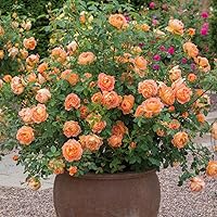 Vista 3 de Heirloom Roses David Austin Rose Plant - Señora de Shalott Orange Rose Bush, rosas vivas para plantar al aire libre