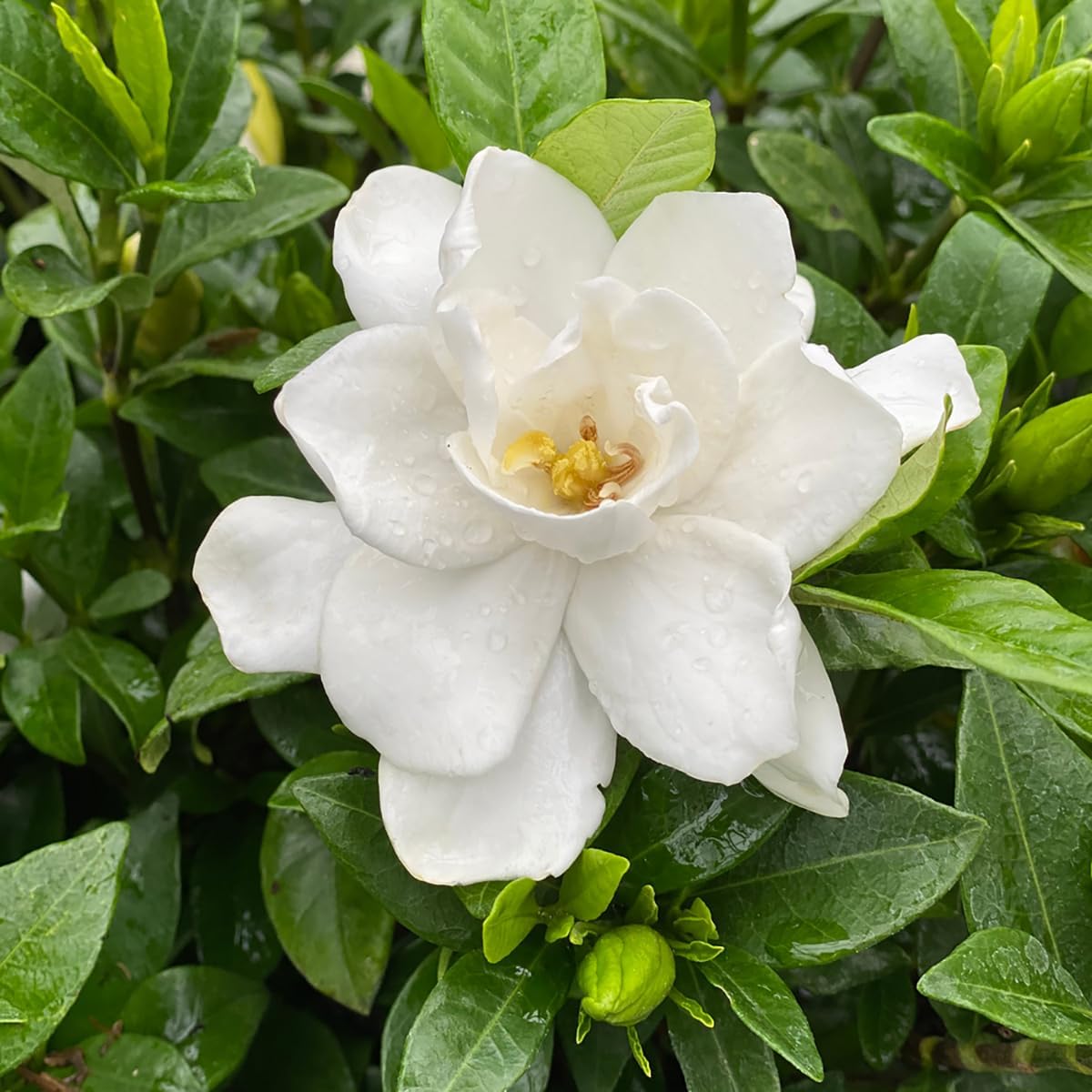 Pillow Talk® Gardenia jasminoides - Proven Winners - 4" Pot