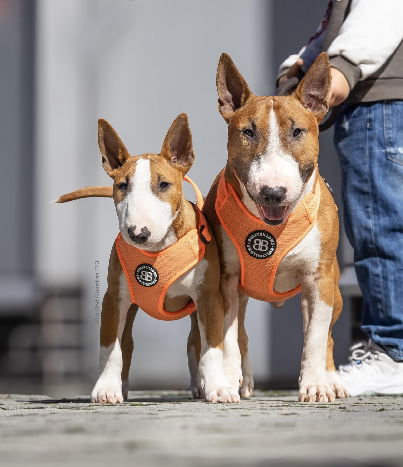 BullyBillows Arnés Activo Ligero para Perros con Asa | Arnés Premium con Forro Acolchado y Diseño Altamente Reflectante Apto para Todas Las Razas de Perros | Gris Metálico | Extra Pequeña