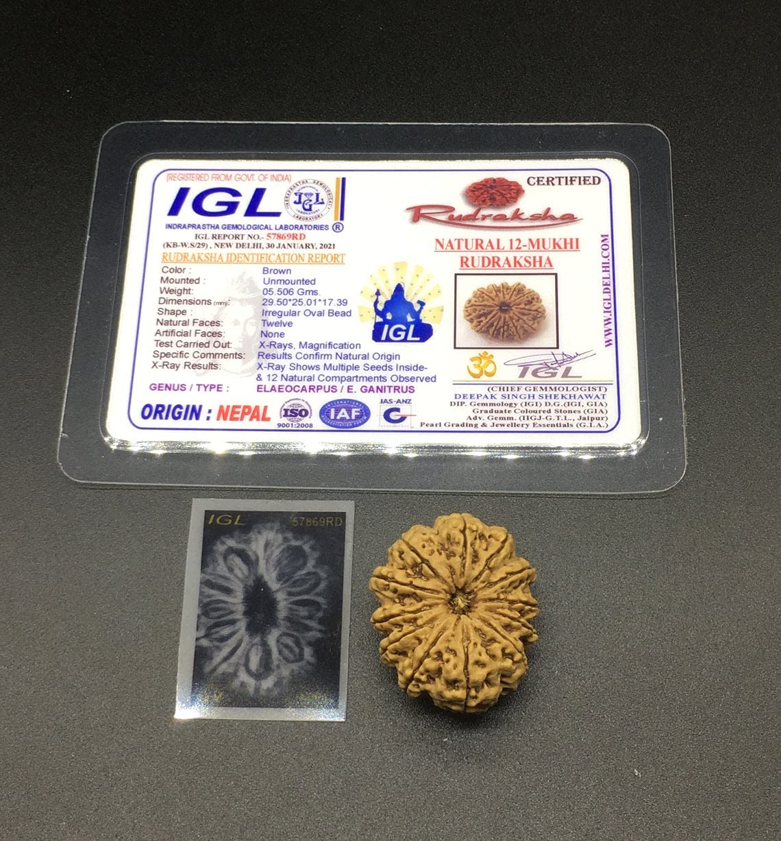 Rudraksha 12 Mukhi nepalí de 29mm amuleto sagrado de doce caras para coleccionistas
