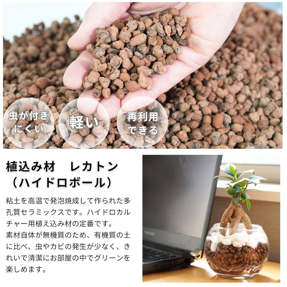 n*o様 元祖⬛︎ 白玉 ガジュマル ⬛︎挿し木用 n*o様 元祖⬛︎ 白玉 ガジュマル ⬛︎挿し木用 n*o様 元祖