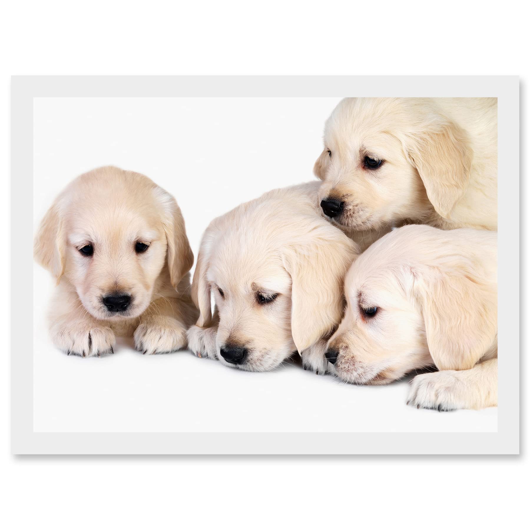 Artery8 Puppys Golden Retriever Dog Pet Labrador Cute A4 Artwork Framed Wall Art Print