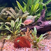 Vista 5 de Cryptocoryne Mioya On Driftwood Planta de acuario vivo Decoraciones tropicales de agua dulce