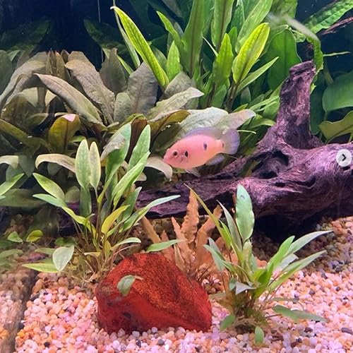 Miniatura 5 de Cryptocoryne Mioya On Driftwood Planta de acuario vivo Decoraciones tropicales de agua dulce