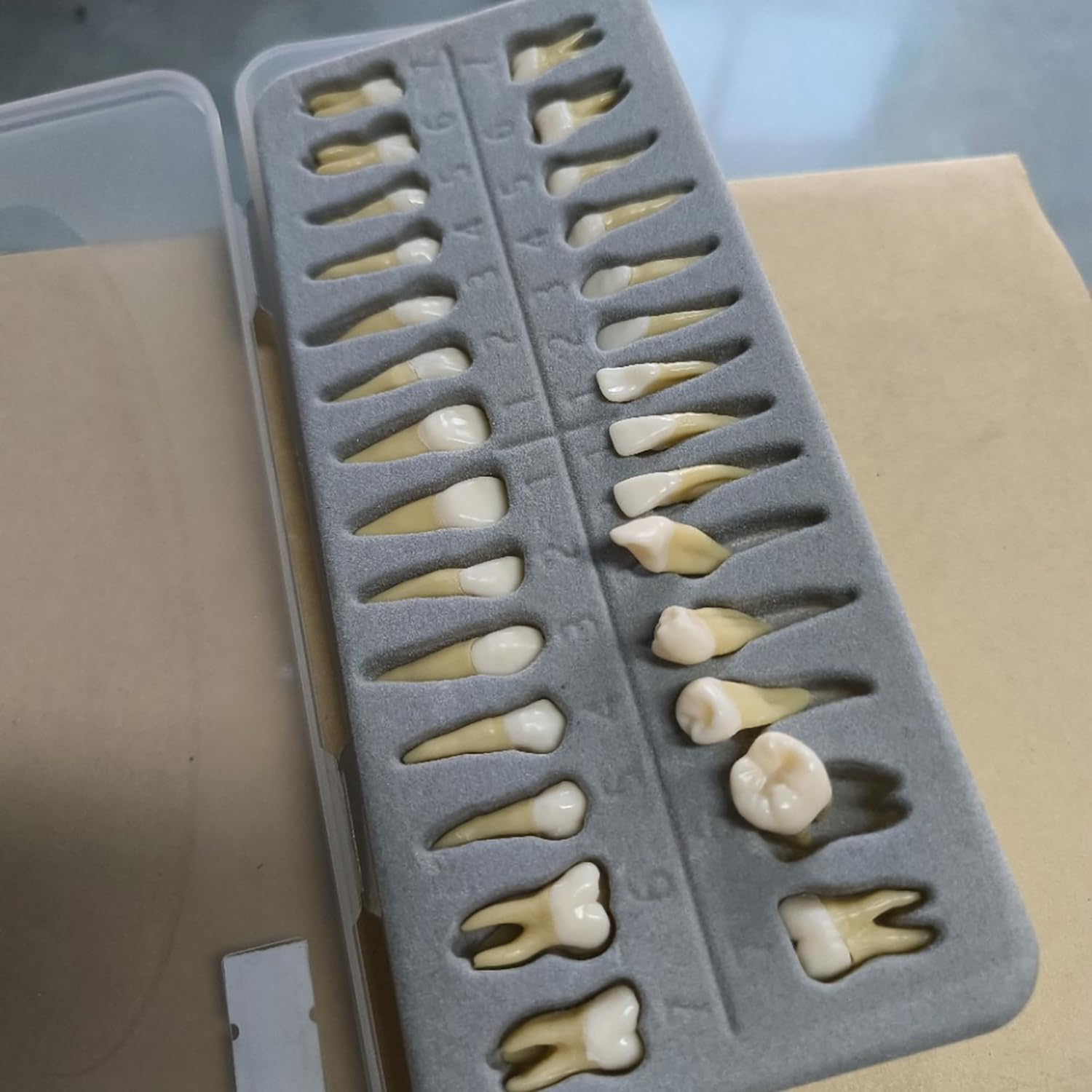 Modello Dentale Completo Di 28 Denti Permanenti, Modello Dentale Standard Denti Permanenti Adulti, In Resina Sintetica, Con Radici Dentali, Modello Per Dimostrazioni Odontoiatriche E Studio Dei Denti