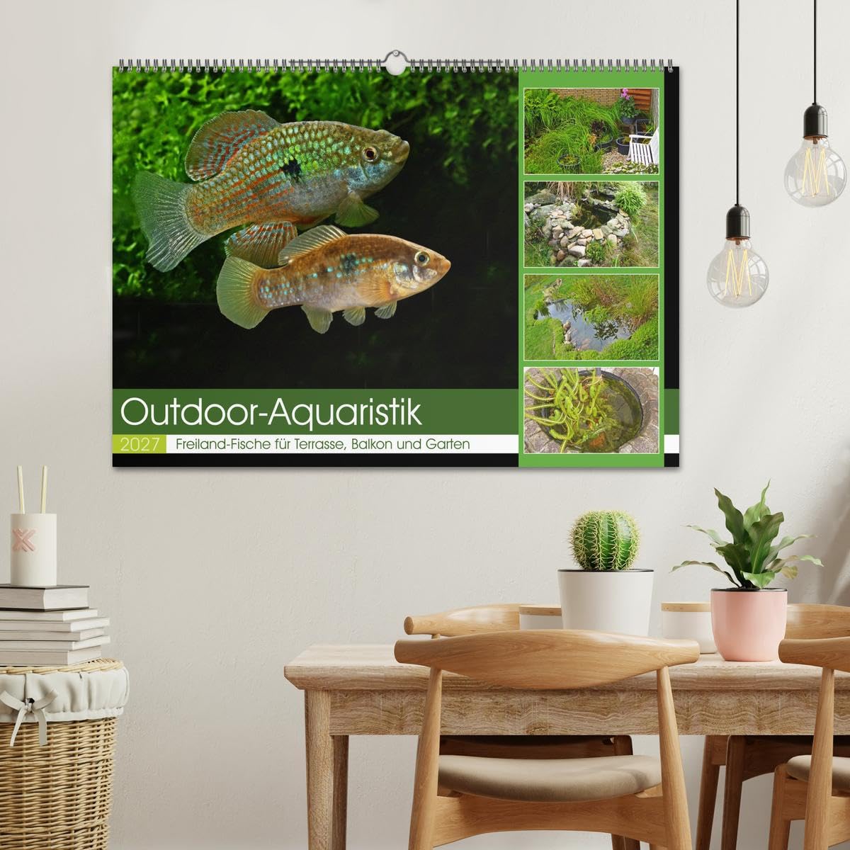 CALVENDO - Outdoor-Aquaristik (Wandkalender 2027 DIN A2 quer), Monatskalender: Freiland-Fische für Terrasse, Balkon und Garten