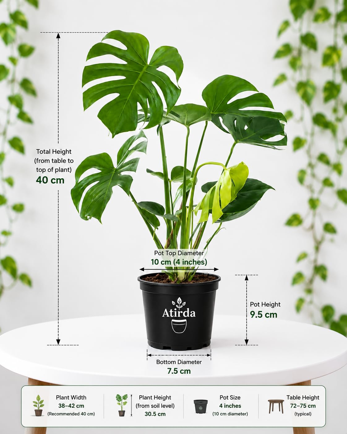 Monstera Deliciosa Plant - Live Tropical Houseplant -2 Monstera Deliciosa Plant - Live Tropical Houseplant -2
