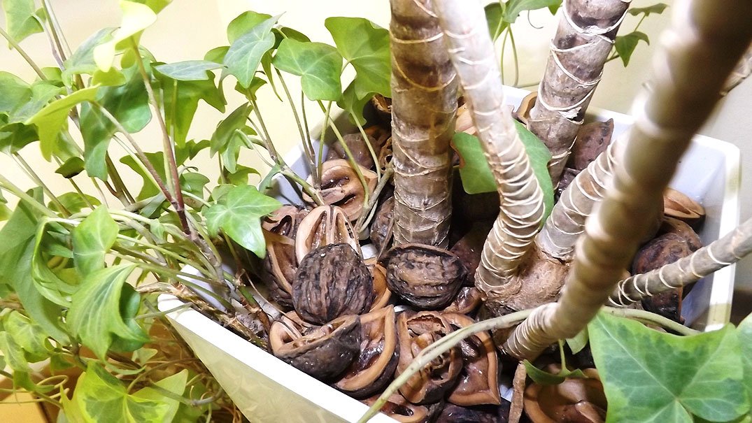 Amazon.co.jp: 【チップ】 くるみチップ マルチング材量売り 1L