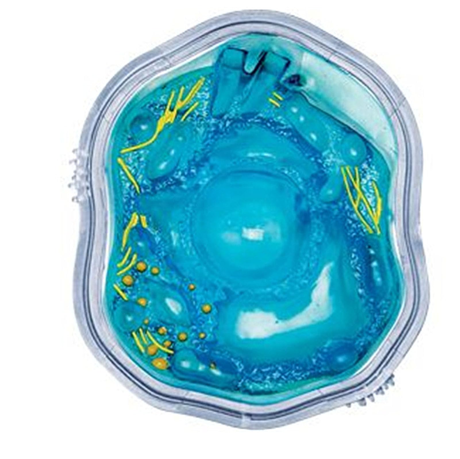 Generico Modello di cellula animale 4D, organelli cellulari, modello di apprendimento della cellula animale, struttura microbiologica sotto il microscopio, 24 parti staccabili
