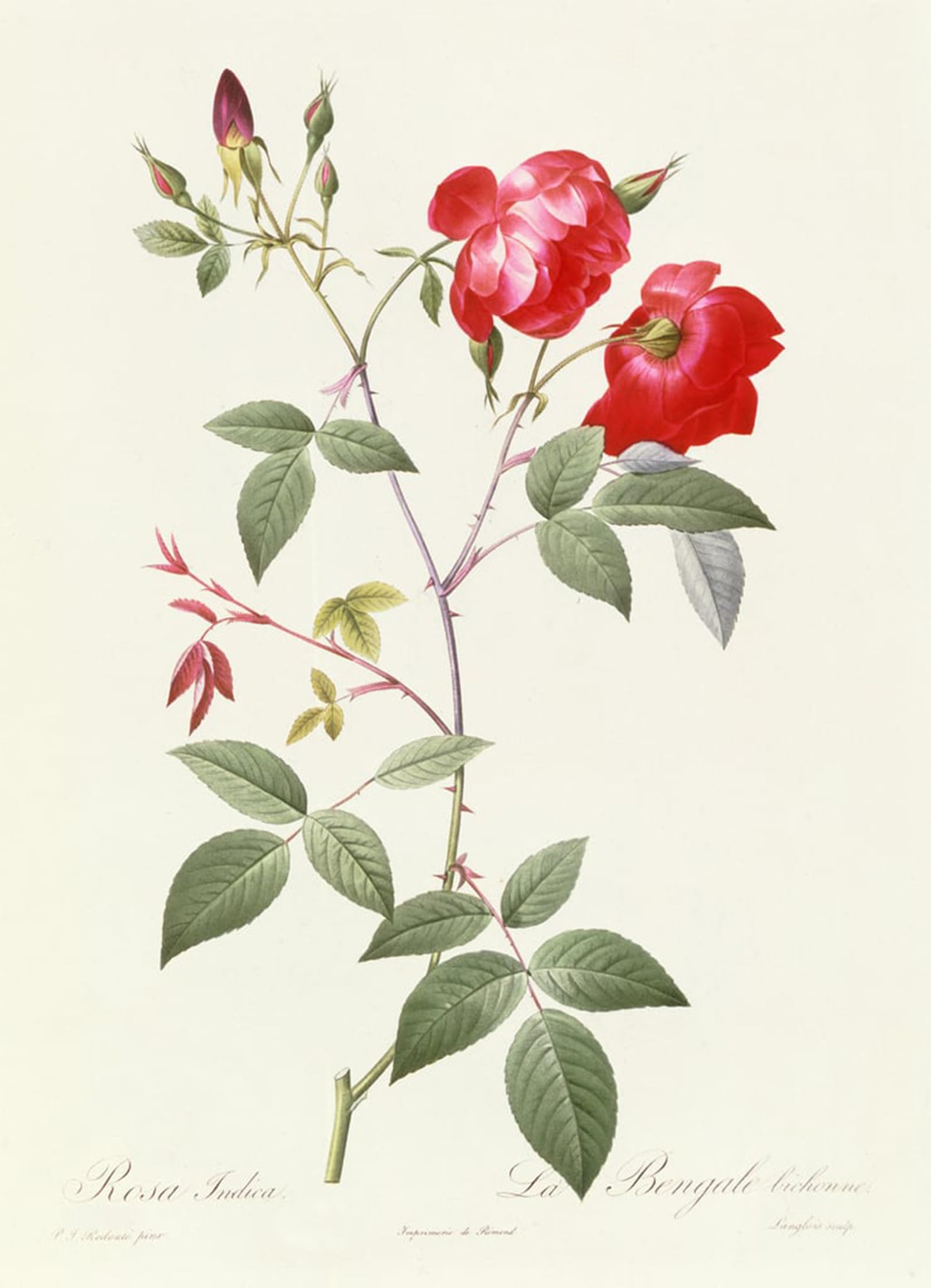 POSTERIIk Vintage Classic Picture Landscape Artwork Rosa Indica by Pierre Redouté Portrait Canvas Painting for Office Home Decor 60x90cm