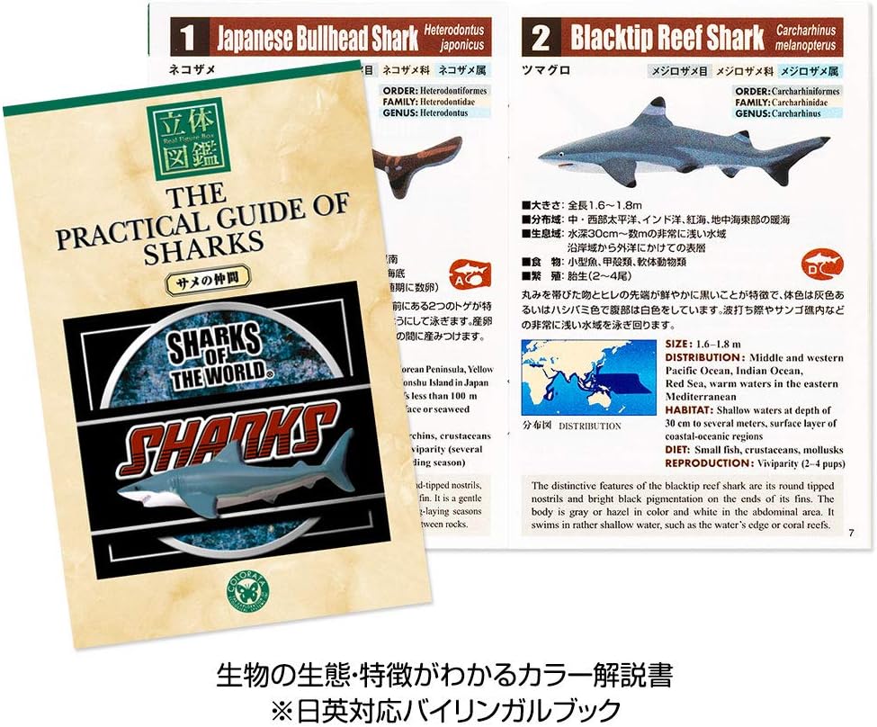 Amazon カロラータ サメの仲間 フィギュア 立体図鑑 魚 リアル フィギュアボックス 解説書付き 食品衛生法クリア 12種 フィギュア ドール 通販