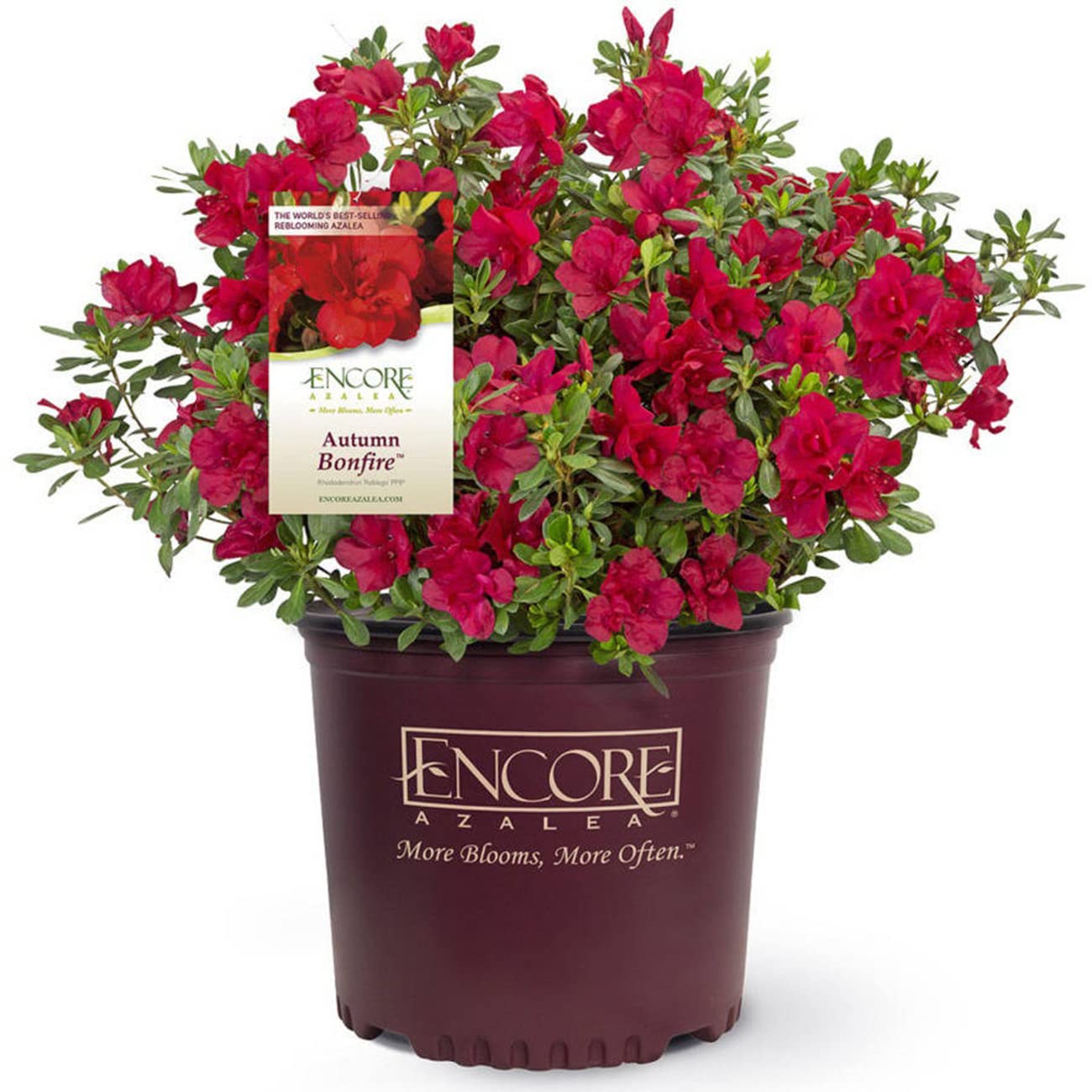 Live Autumn Bonfire Encore Azalea 3 Gal.