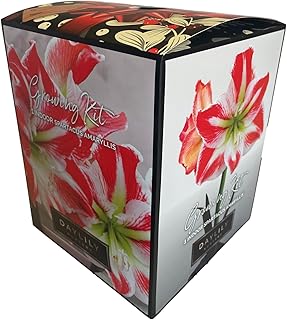 Indoor Amaryllis Kit - Spartacus - Red and White
