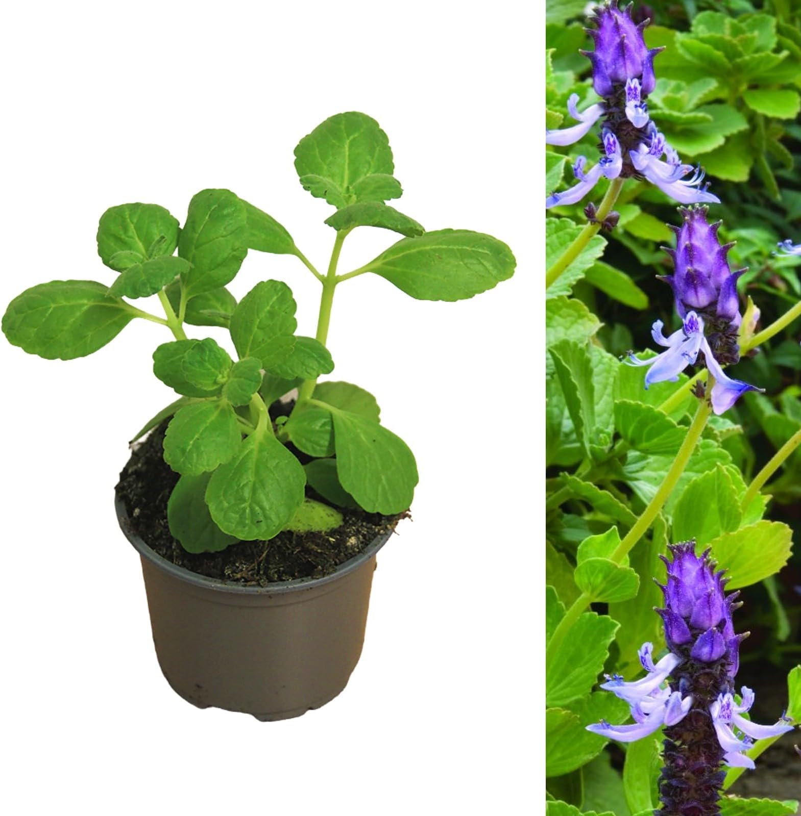 Pack x6 Coleus Canina Green 'Scardy Cat Plant' Plug Plants : Amazon.co ...