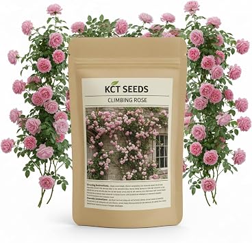 600+ Climbing Rose Seeds for Planting Outdoors - Vibrant Vine Flower, Long-Blooming Ornamental Garden Blooms Pink