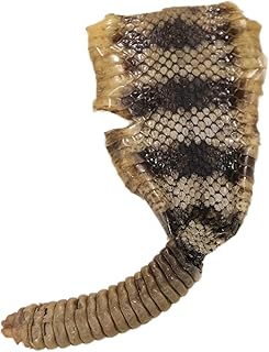 Generic Trophy Grade Real Rattlesnake Rattle and Skin Piece G2277, Natural