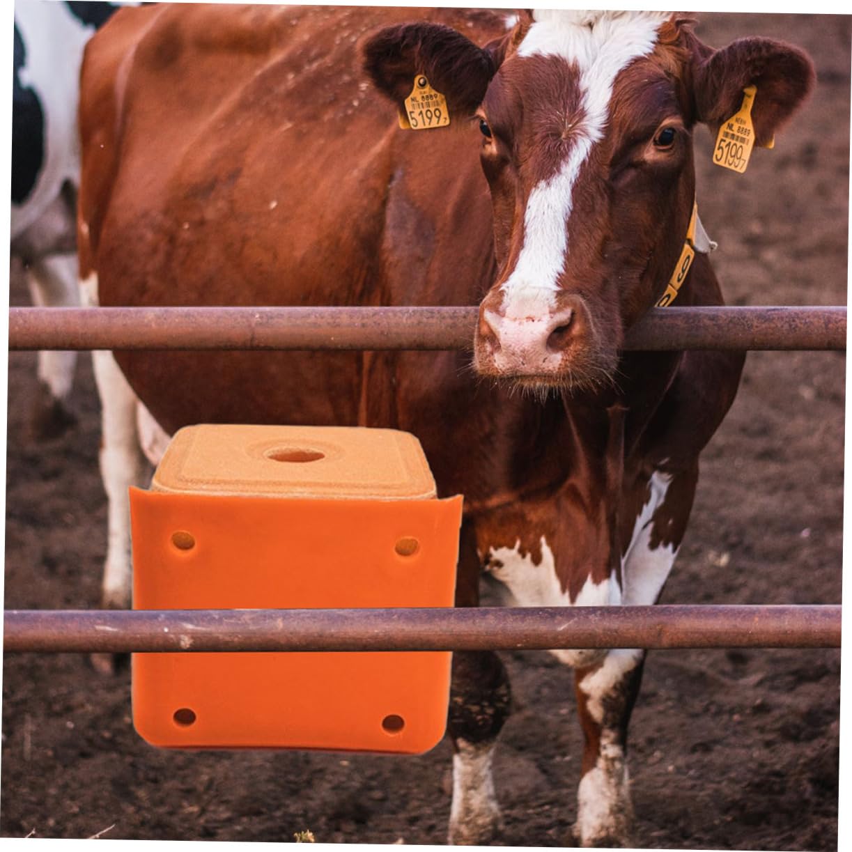 3 Supports à Blocs De Sel Pour Bétail - Plastique Rouge, 17x16,5x14 Cm - Pour Vaches, Moutons, Chevaux - Mangeoire Pratique Ferme - 8