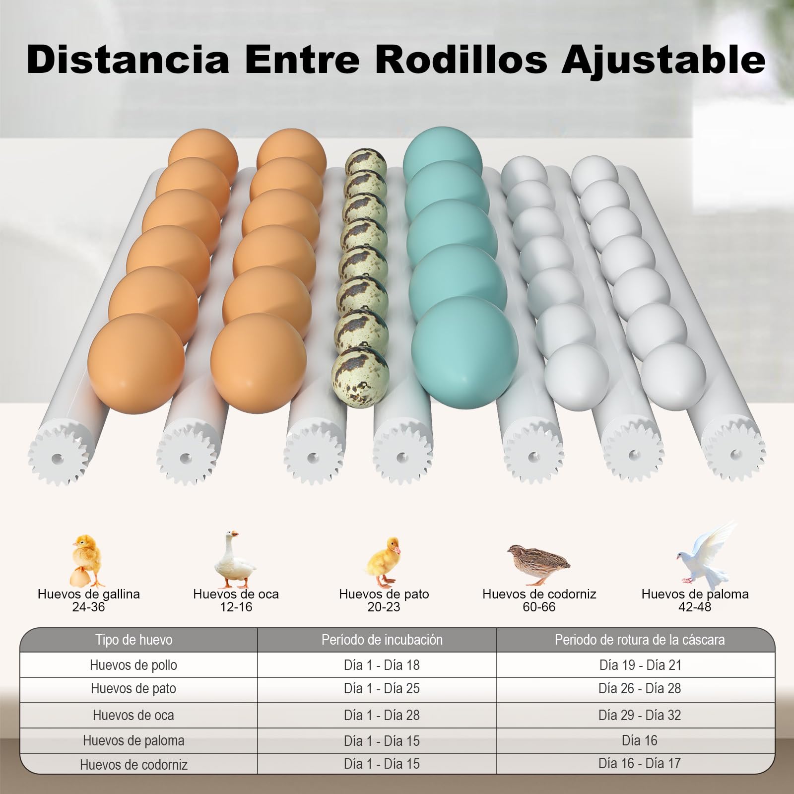 CoInceptus Incubadora Huevos Gallina, Incubadora de 24-36 Huevos con Volteo Automático de Huevos y Humidificación automática, Incubadora para Huevos de Gallina, Codorniz, Pato, con Lámpara de Huevo