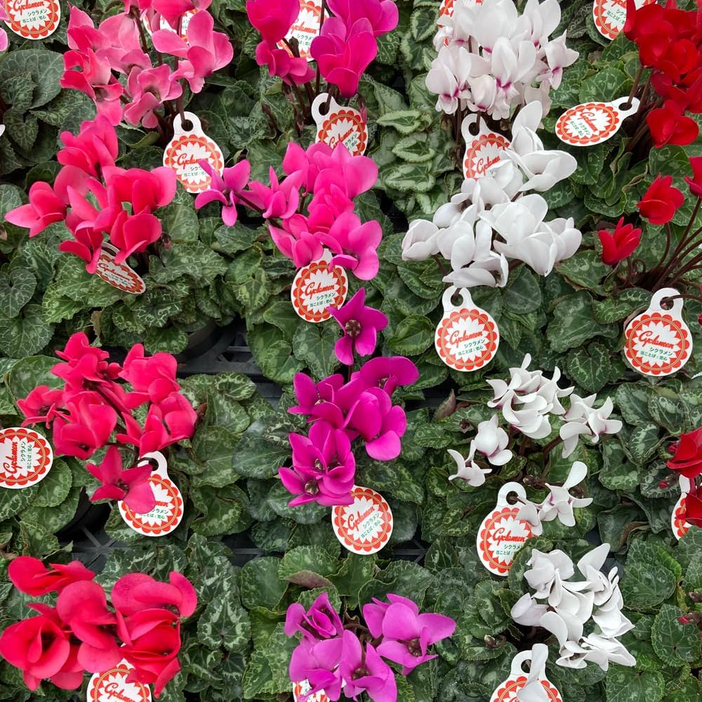 Amazon.co.jp: さかもと園芸の達人のシクラメン 鉢植え ミニ