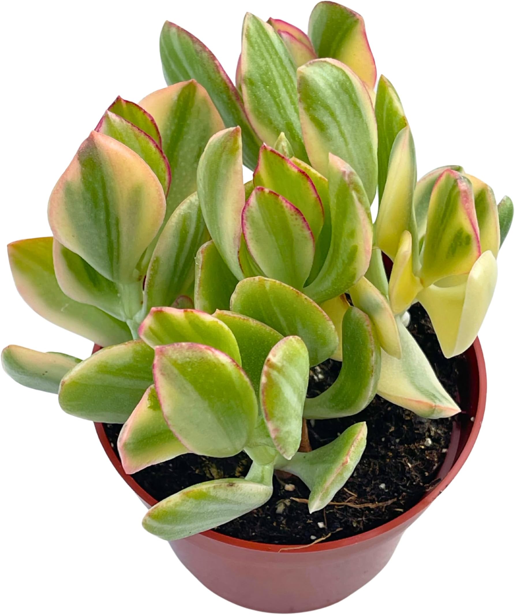 Jade Plant 4" Crassulla Ovata Tricolor Variegated Jade, Succulent Plants Live, Easy to Grow Hard to Kill Houseplant by The Succulent Cult