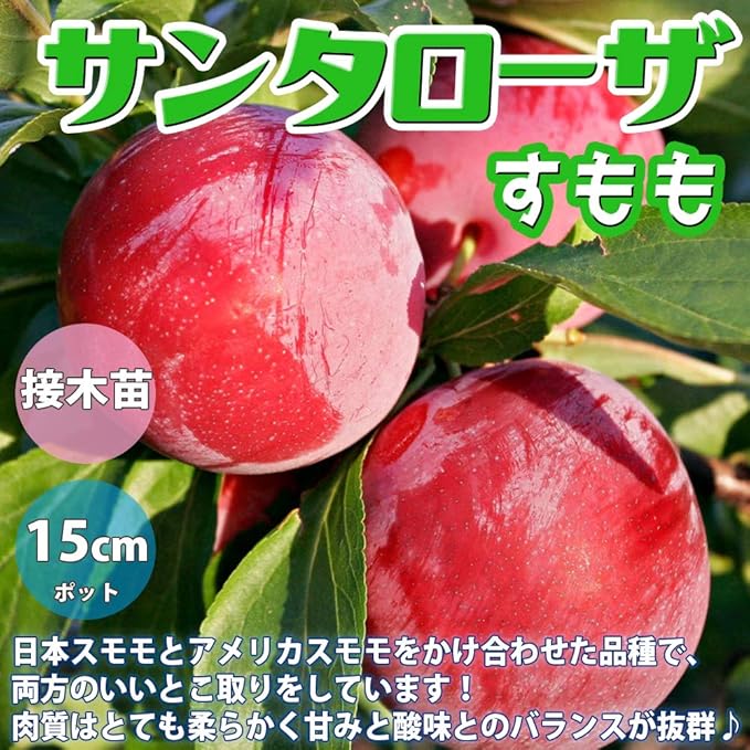スモモの苗木 品種 サンタローザ 品種で選べる果樹苗木 2年生 接木苗 15cmポット 平均樹高 60cm 1個 ポット植えなのでほぼ年中植付け可能 日本スモモとアメリカスモモをかけ合わせた品種で 両方のいいとこ取りをしています 肉質は Amazon