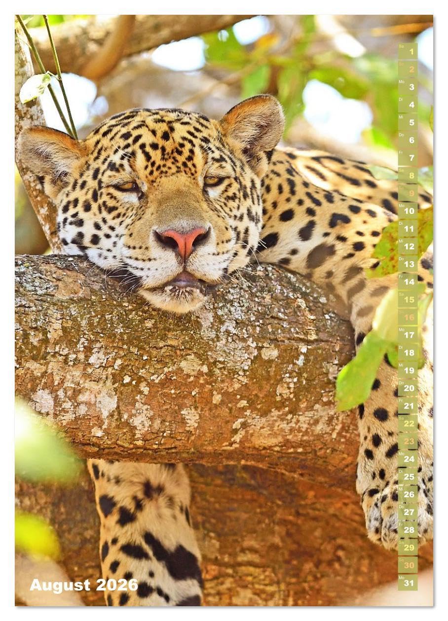 Raubkatzen: Die Jäger auf leisen Pfoten (hochwertiger Premium Wandkalender 2026 DIN A2 hoch), Kunstdruck in Hochglanz: Sprungkraft, Eleganz und Schönheit: Jaguar, Löwe und Tiger (CALVENDO Tiere)