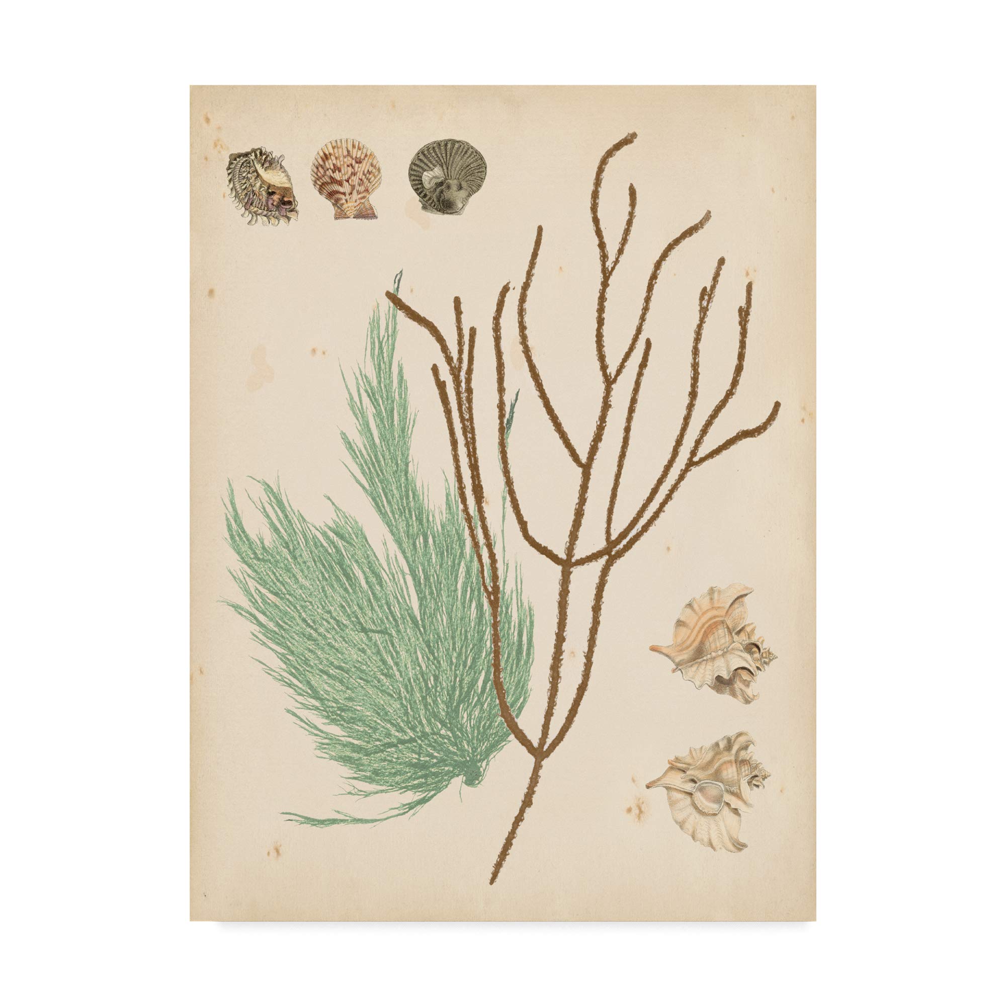 Trademark Fine Art Coastal Relic I by Vision Studio, 24x32-Inch