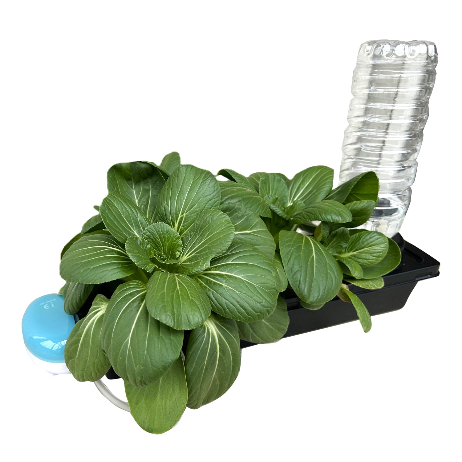 新品　水耕栽培機　家庭菜園 引き取り限定　手渡し Amazon | すいこう栽培キット 水耕栽培 タワー 水耕栽培 ポット