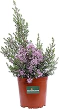 Heather Plant Canaliculata Outdoor Plant Flowering Plant Evergreen Plant Real Plant Sold by eGarden.store (Erica Canaliculata Pot 16)