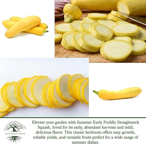 Miniatura 6 de Semillas de calabaza de verano de cuello recto amarillo prolífico temprano para plantar, más de 50 semillas vegetales tradicionales por paquete,