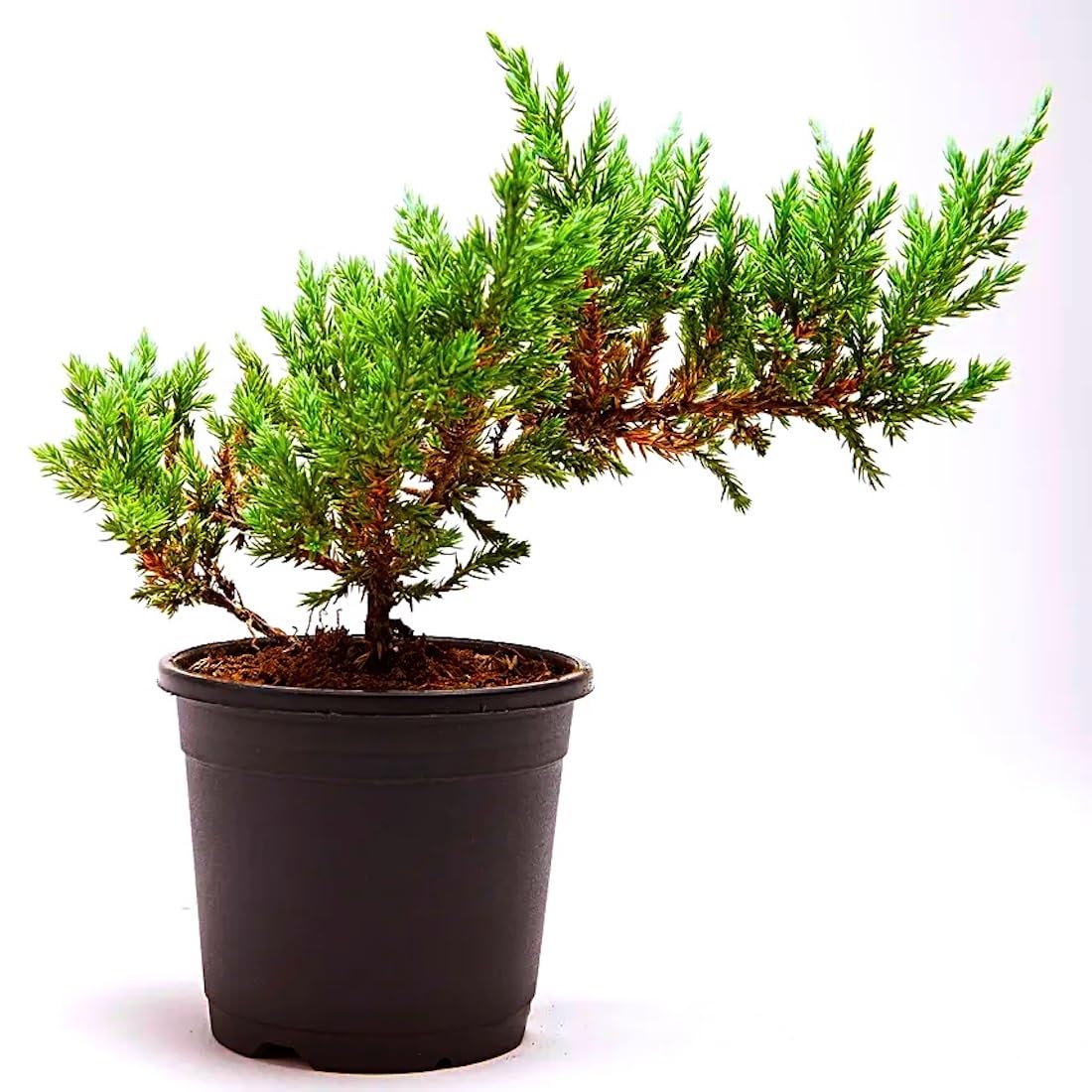 Juniper Bonsai Tree Live Plant (B0CJ9HNYS2) Amazon Price History, Amazon Price Tracker
