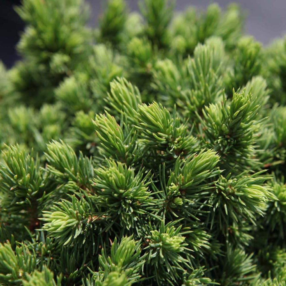 Picea glauca 'Alberta Globe' – Dwarf Ball-Shaped Alberta Spruce | Slow-Growing Evergreen Shrub for Containers and Gardens | Low Maintenance - 2X 5 Litre Potted Plant by Thompson & Morgan