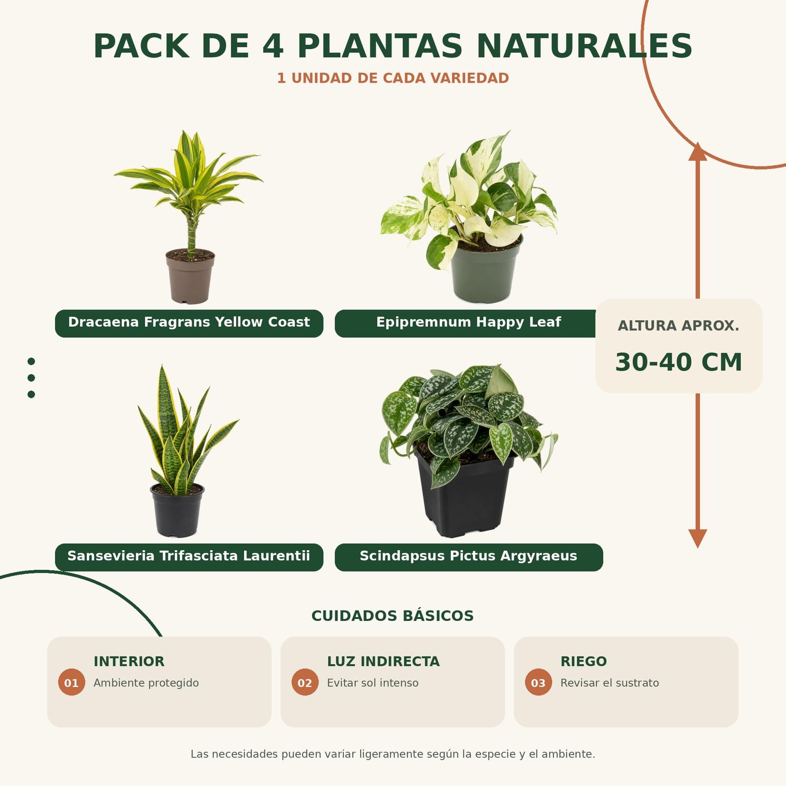 DECOALIVE Pack 4 Plantas Naturales para Espacios Interiores