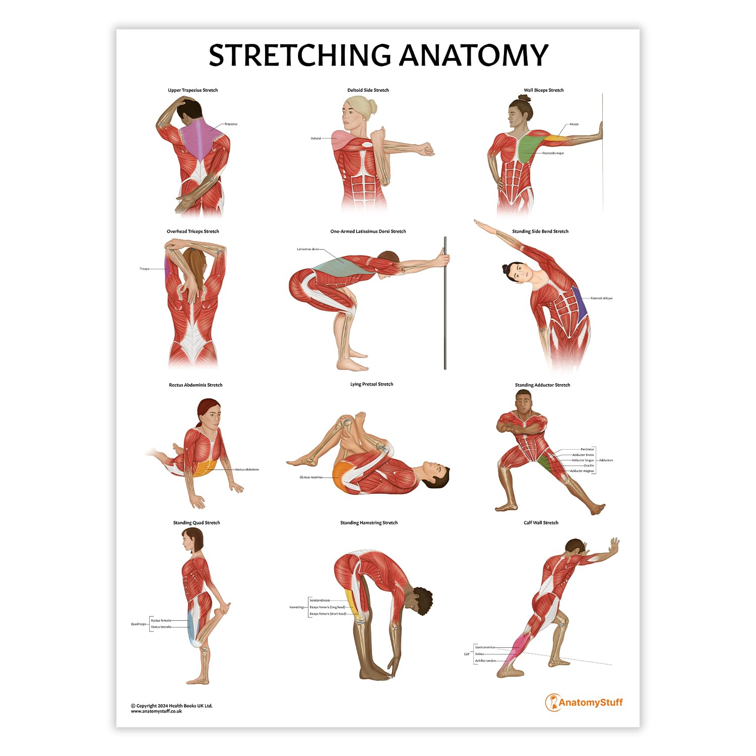 AnatomyStuff Poster zur Dehnung der Anatomie, 45 x 60 cm, Sportunterricht, Übungs-Diagramm, Fitness-Poster