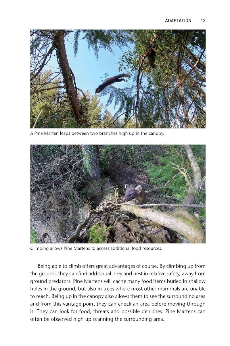 Pine Marten: The Secret Life of Martes martes (Pelagic Monographs)