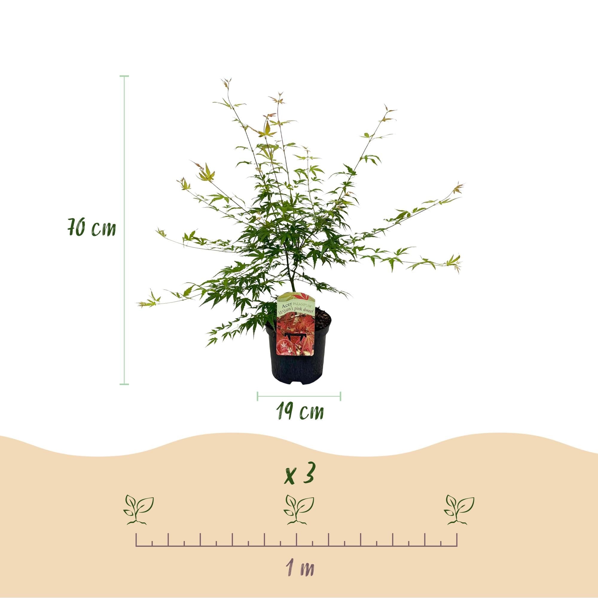 GreenboutiQ - Plante de terrasse - Érable japonais - Acer palmatum Pink Dwarf - Rose - 2 Plantes - Décidue - Pot 19cm Hauteur 70cm