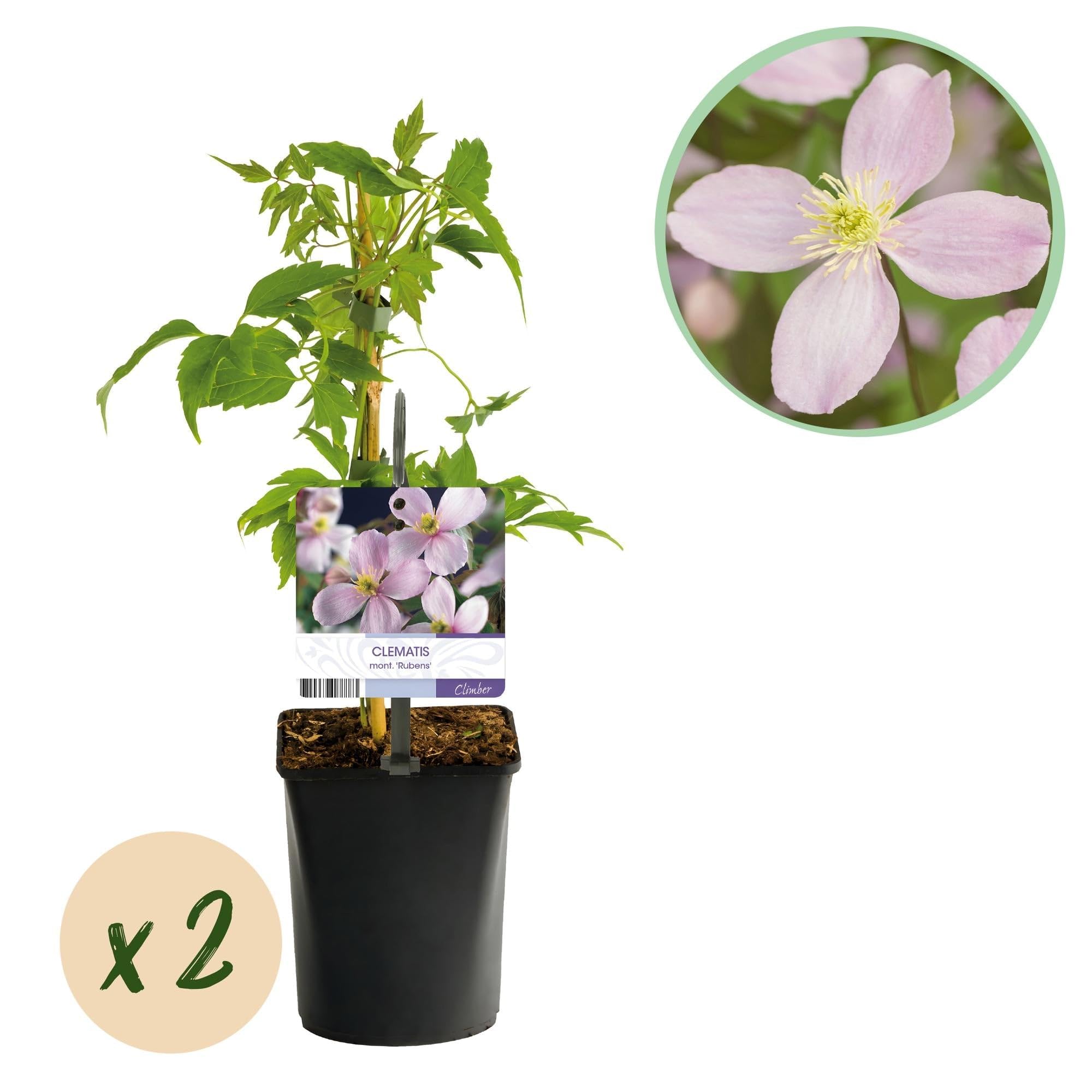 Kletterpflanze Clematis montana Rubens Frühblühend Pflanze 2 Pflanzen 11 cm