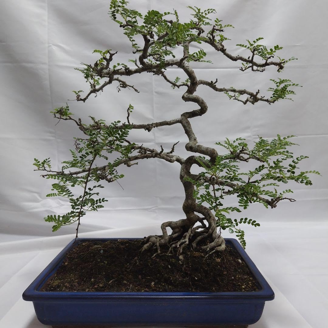 イソザンショウ 磯山椒 イソザンショウ 6号素焼き鉢 盆栽：磯山椒(いそ