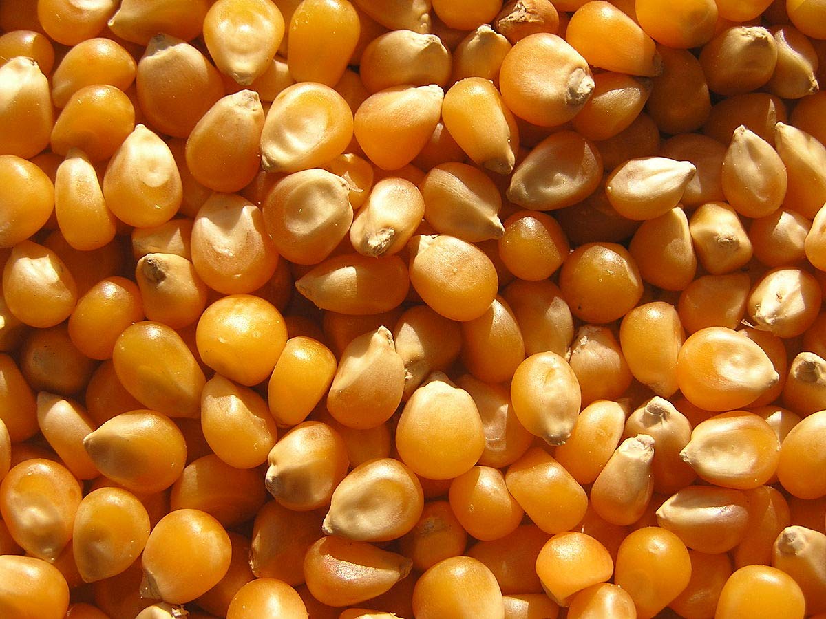 Corn kernels - Maize Seeds 900grams for Backyard/Wild Birds, Squirrel Food Seeds
