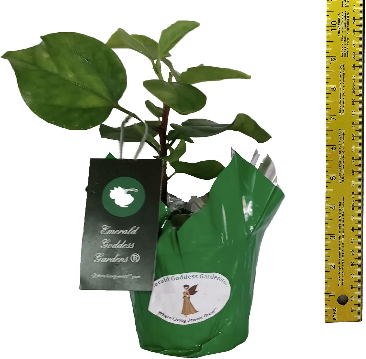 Tropical Hibiscus rosa-sinensis Hybrid 'Pink Nectar' Live Plant | Fancy Double Pink Crested Flower | 6 to 8 Inches Tall | Emerald's Starter Size