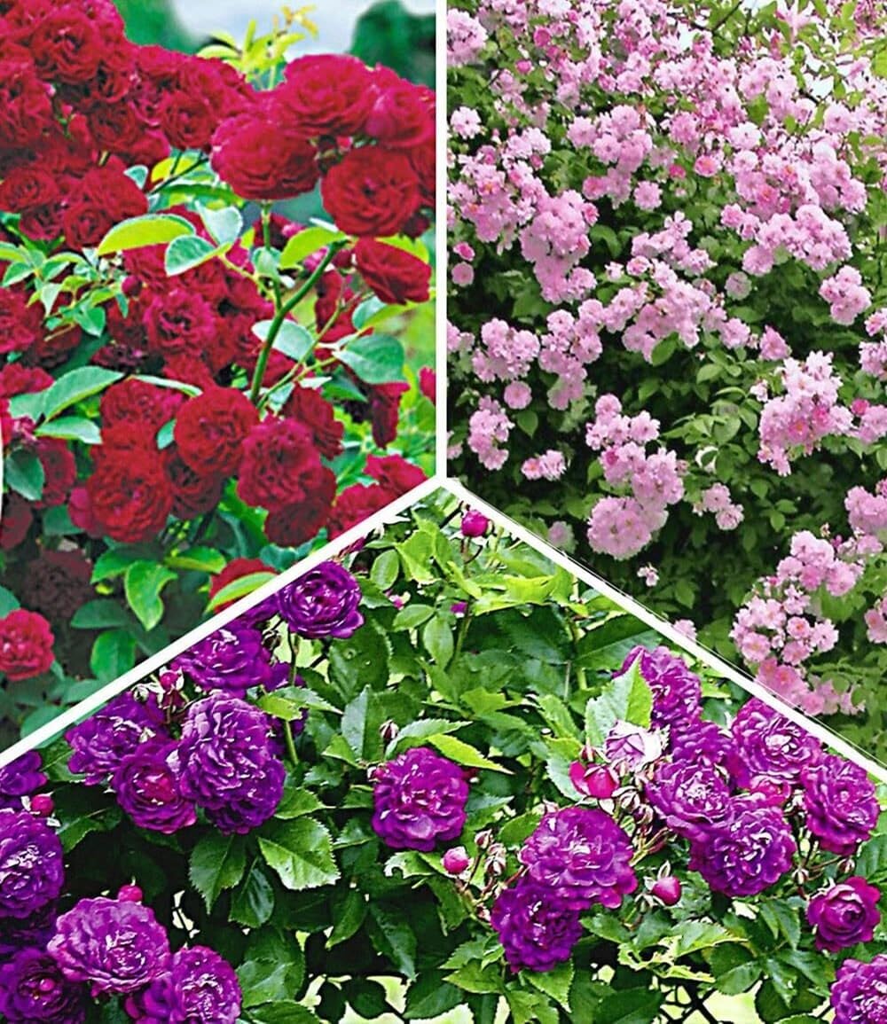 BALDUR Garten 3er Rambler-Rosen-Kollektion, Pflanzen wurzelballiert, Bleu Magenta, Chevy Chase, Paul's Himalayan Musk Rambler, Kletterrosen, winterhart, mehrjährige Kletterpflanzen, Rosa Hybride