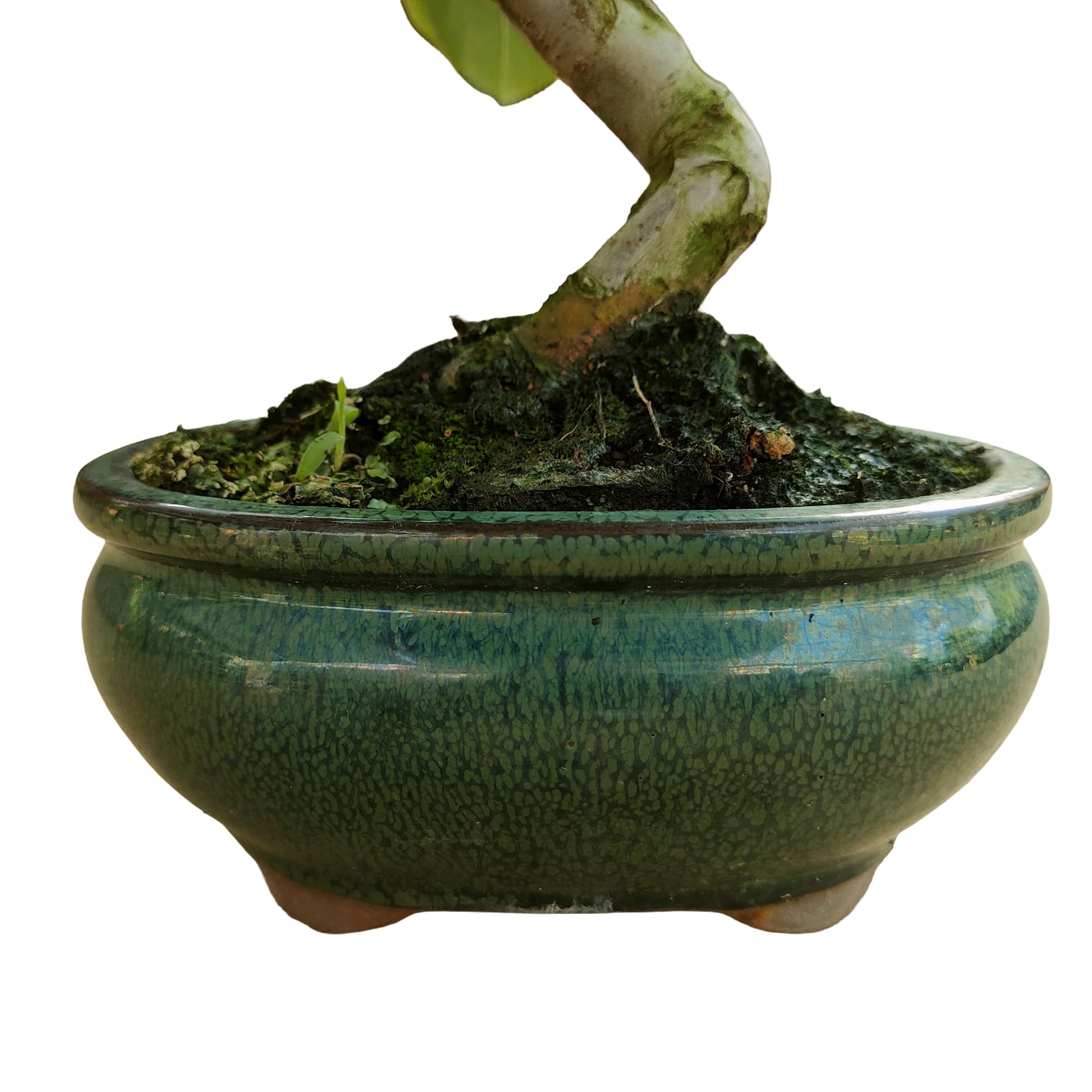 Bonsai de Manzano de 7 Años, Árbol Frutal de Exterior, Hoja Caduca, con Manzanas