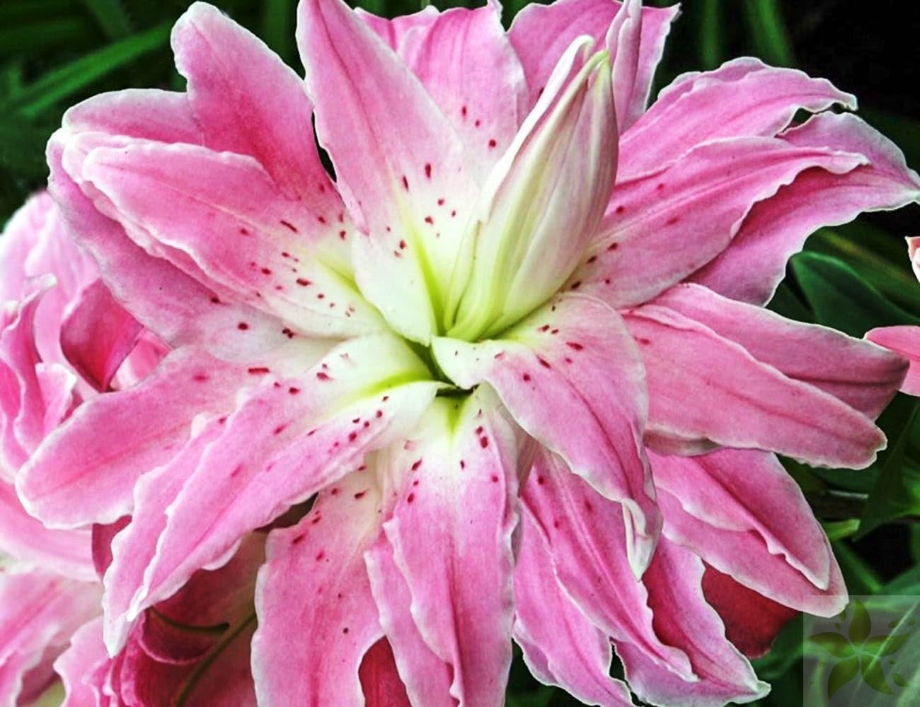 CSL sunrise Lilie " Lotus Elegance ", 5x große Zwiebeln, Lilium doppelt